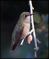 _4SB8564 female rufous hummingbird